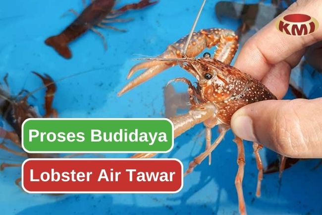 Inilah yang Perlu DiKetahui Tentang Budidaya Lobster Air Tawar